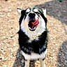 Zero is registered to the contest to win money with this photo: dog, husky, blue_eyes, tongue_out, licking, outdoor, sunlight, gravel, black_and_white_fur, pet, canine, animal, playful, looking_up, fur, mammal, happy, cute, standing, daytime