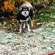 Zero joined the competition — help win amazing prizes! dog, snow, autumn_leaves, outdoor, grass, tree, fence, pet, canine, nature, cold_weather, fall, animal, yard, winter, black_and_white, alert, standing, background, leaf