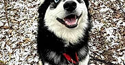 Zero is registered to the contest to win money with this photo: dog, husky, blue_eyes, smiling, happy, outdoor, snow, forest_floor, leash, black_and_white_fur, pet, animal, nature, winter, canine, playful, cute, sitting, expression, fur