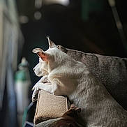 Worm is registered to the contest to win money with this photo: dog, white_dog, brown_dog, couch, indoor, window, natural_light, relaxing, pet, animal, furniture, resting, calm, cozy, side_view, domestic, companion, house, quiet, home