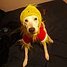 Worm joined the competition — help win amazing prizes! dog, costume, grinch, pet, white_dog, bed, indoor, fur, clothing, animal, portrait, cute, holiday, christmas, red, green, funny, looking_up, pet_clothing, canine