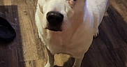 Worm is registered to the contest to win money with this photo: dog, white_dog, pet, indoor, wooden_floor, dog_bed, toy, tail_wagging, ears, alert, looking_up, floral_pants, colorful_clothing, home, floor, animal, domestic_animal, playful, companion, cute
