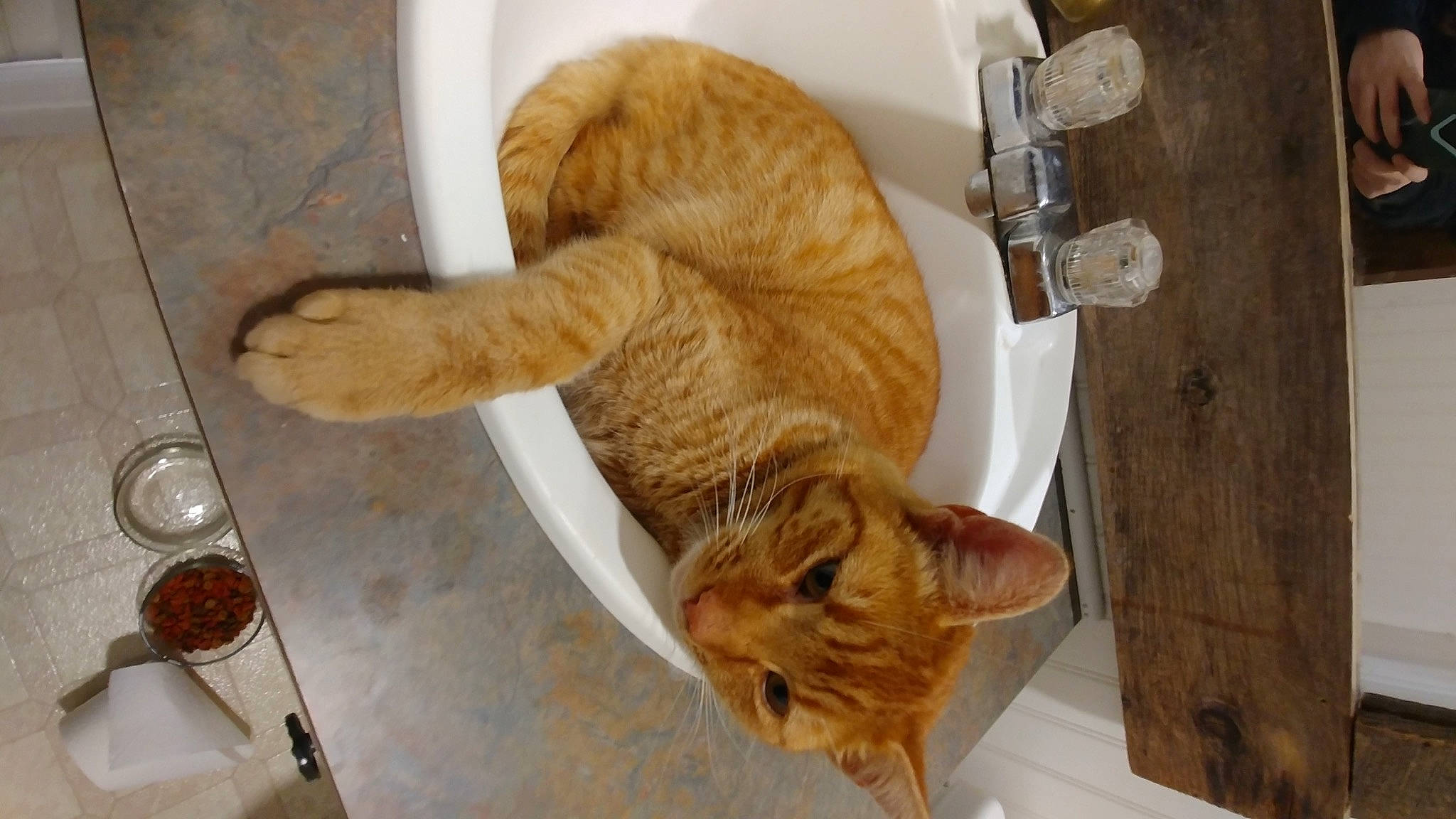 Gracie joined the competition — help win amazing prizes! carnivore, cat, claw, comfort, domestic_short_haired_cat, fawn, felidae, flooring, fur, hardwood, kitchen_utensil, pet_supply, small_to_medium_sized_cats, snout, spoon, tableware, tail, vertebrate, whiskers, wood