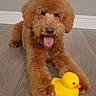 dog, brown_fur, toy, rubber_duck, tongue_out, indoor, flooring, pet, playful, cute, animal, furry, paws, lying_down, domestic, companion, happy, nose, ears, background_wall