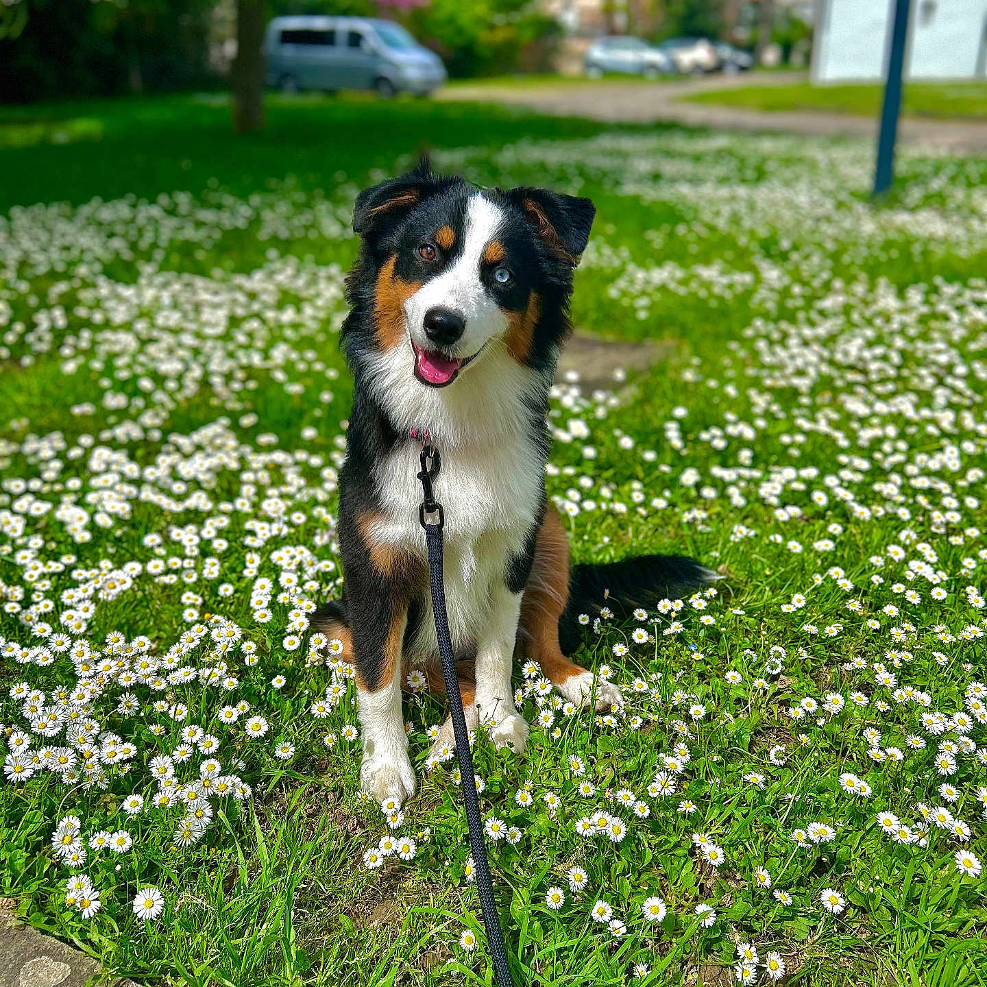 Uaka participe au concours pour gagner de l'argent avec cette photo : accessories, animal, architecture, building, canine, dog, field, flower, grass, grassland, herbal, herbs, leash, nature, outdoors, pet, plant, puppy, strap, vegetation