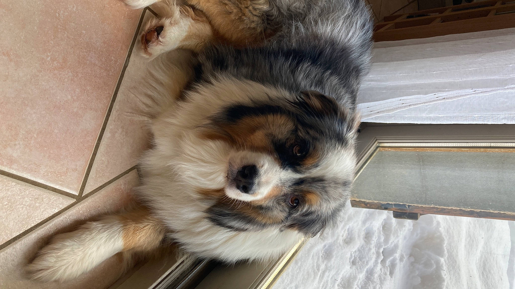 Joy a rejoint le concours — aidez-le/la à gagner de superbes lots ! animal_shelter, carnivore, cat, claw, comfort, companion_dog, dog_breed, domestic_short_haired_cat, fawn, felidae, flooring, fur, hardwood, paw, small_to_medium_sized_cats, snout, tail, terrestrial_animal, whiskers, wood