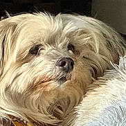 Banjo joined the competition — help win amazing prizes! dog, fluffy, pet, resting, blanket, cozy, fur, indoors, closeup, sleepy, animal, mammal, nose, whiskers, face, soft, light, shadow, relaxed, companion