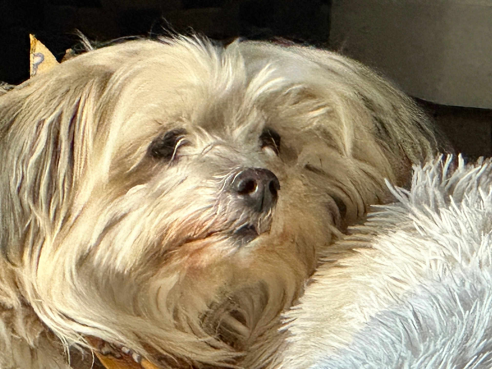 Banjo joined the competition — help win amazing prizes! dog, fluffy, pet, resting, blanket, cozy, fur, indoors, closeup, sleepy, animal, mammal, nose, whiskers, face, soft, light, shadow, relaxed, companion