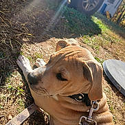 Buddy is registered to the contest to win money with this photo: dog, tan_dog, pet, animal, lying_down, outdoor, sunlight, sunny, grass, dirt, yard, leash, collar, harness, floppy_ears, closed_eyes, relaxed, brown_fur, vehicle, portrait
