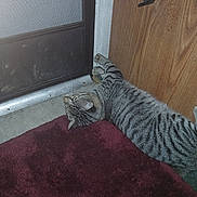 Tigger is registered to the contest to win money with this photo: animal, carpet, cat, claw, curious, door, feline, floor, home, household, indoor, pet, relaxed, resting, screen_door, side_view, striped, tabby_cat, whiskers, wooden_door
