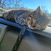 Tigger is registered to the contest to win money with this photo: cat, tabby, sleeping, dashboard, car_interior, leash, sunlight, window, blue_sky, trees, pet, animal, resting, closeup, daytime, fur, whiskers, outdoor_view, calm, relaxation