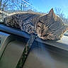 cat, tabby, sleeping, dashboard, car_interior, leash, sunlight, window, blue_sky, trees, pet, animal, resting, closeup, daytime, fur, whiskers, outdoor_view, calm, relaxation