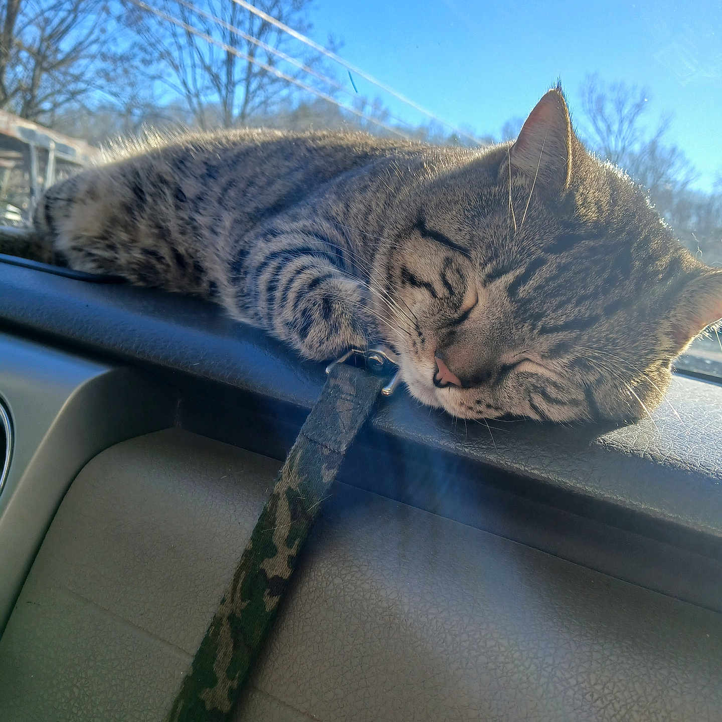 Tigger