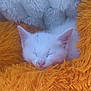 kitten, cat, sleeping, white_fur, orange_blanket, cozy, fluffy, cute, pet, animal, resting, soft_texture, nap, fur, close_up, domestic_cat, indoor, quiet, peaceful, comfort