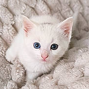 Yuki participe au concours pour gagner de l'argent avec cette photo : adorable, animal, blanket, blue_eyes, cat, close_up, cozy, cute, domestic_animal, fluffy, fur, indoor, kitten, looking_at_camera, pet, resting, small, soft_texture, white_fur, young