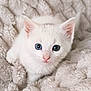 adorable, animal, blanket, blue_eyes, cat, close_up, cozy, cute, domestic_animal, fluffy, fur, indoor, kitten, looking_at_camera, pet, resting, small, soft_texture, white_fur, young