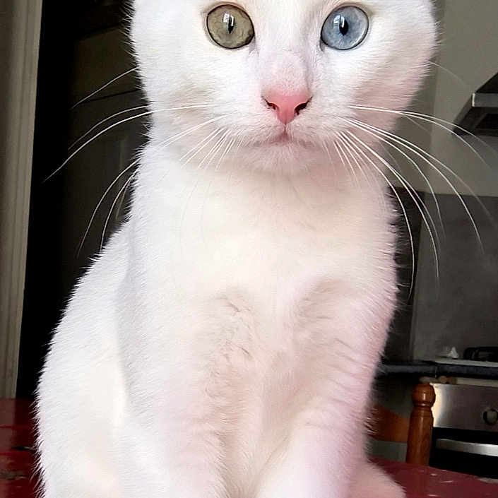 Yuki