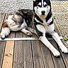alert, animal, black_and_white, canine, daylight, dog, ears_up, fur, garden, laying_down, looking_at_camera, muzzle, nature, outdoor, paw, pet, relaxed, siberian_husky, stone_patio, wooden_deck