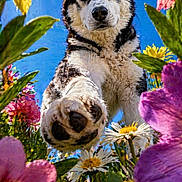Valko participe au concours pour gagner de l'argent avec cette photo : animal, blue_sky, canine, close_up, daisy, dog, flower, fur, garden, green_leaf, husky, nature, outdoor, paw, pet, pink_flower, purple_flower, spring, sunlight, yellow_flower