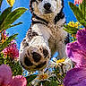 animal, blue_sky, canine, close_up, daisy, dog, flower, fur, garden, green_leaf, husky, nature, outdoor, paw, pet, pink_flower, purple_flower, spring, sunlight, yellow_flower