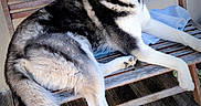 Valko participe au concours pour gagner de l'argent avec cette photo : animal, bench, black_and_white, canine, companion, dog, domestic_animal, ears, floor, fur, husky, looking_at_camera, outdoor, paw, pet, portrait, resting, tail, wooden_bench, wooden_floor