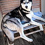 husky, dog, bench, wooden_bench, outdoor, pet, fur, black_and_white, animal, canine, floor, wooden_floor, resting, portrait, looking_at_camera, ears, tail, paw, domestic_animal, companion