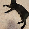 Bean joined the competition — help win amazing prizes! black_cat, cat, pet, animal, indoor, fluffy_rug, relaxing, lying_down, fur, whiskers, ears, paws, curious, looking_at_camera, cozy, home, floor, domestic_cat, resting, feline