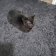 Bean joined the competition — help win amazing prizes! kitten, cat, black_cat, pet_food, purple_bag, rug, floor, corner, indoor, wooden_floor, small_animal, curious, fur, animal, domestic, young_cat, cozy, shadow, household, texture