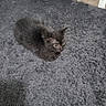 kitten, cat, black_cat, pet_food, purple_bag, rug, floor, corner, indoor, wooden_floor, small_animal, curious, fur, animal, domestic, young_cat, cozy, shadow, household, texture