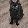 Bean joined the competition — help win amazing prizes! black_cat, cat, pet, animal, indoor, wooden_floor, door, curious, sitting, feline, ears, eyes, whiskers, household, domestic, looking_up, flooring, mammal, cute, alert