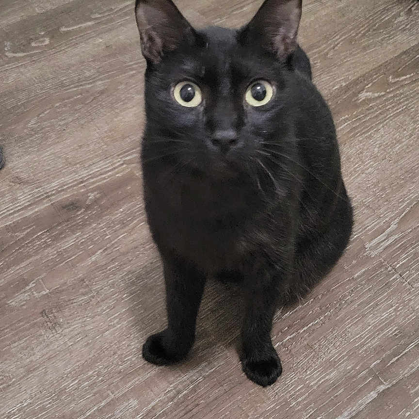 Bean joined the competition — help win amazing prizes! black_cat, cat, pet, animal, indoor, wooden_floor, door, curious, sitting, feline, ears, eyes, whiskers, household, domestic, looking_up, flooring, mammal, cute, alert
