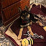 animal, blanket, carpet, collar, cozy, crate, cute, dog, floor, german_shepherd, indoor, pet, pet_toys, playful, plush_toy, puppy, resting, rope_toy, wooden_furniture, young_dog