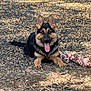 Chingona joined the competition — help win amazing prizes! animal, canine, daylight, dog, ears_up, fur, german_shepherd, happy, lying_down, mammal, nature, outdoor, pet, playful, resting, rocks, rope_toy, sunlight, tongue, tongue_out