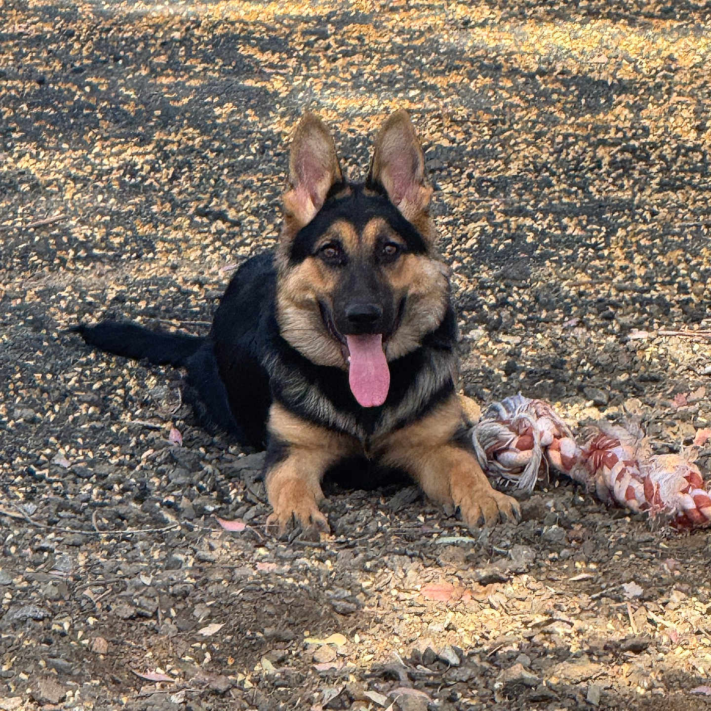Chingona joined the competition — help win amazing prizes! animal, canine, daylight, dog, ears_up, fur, german_shepherd, happy, lying_down, mammal, nature, outdoor, pet, playful, resting, rocks, rope_toy, sunlight, tongue, tongue_out