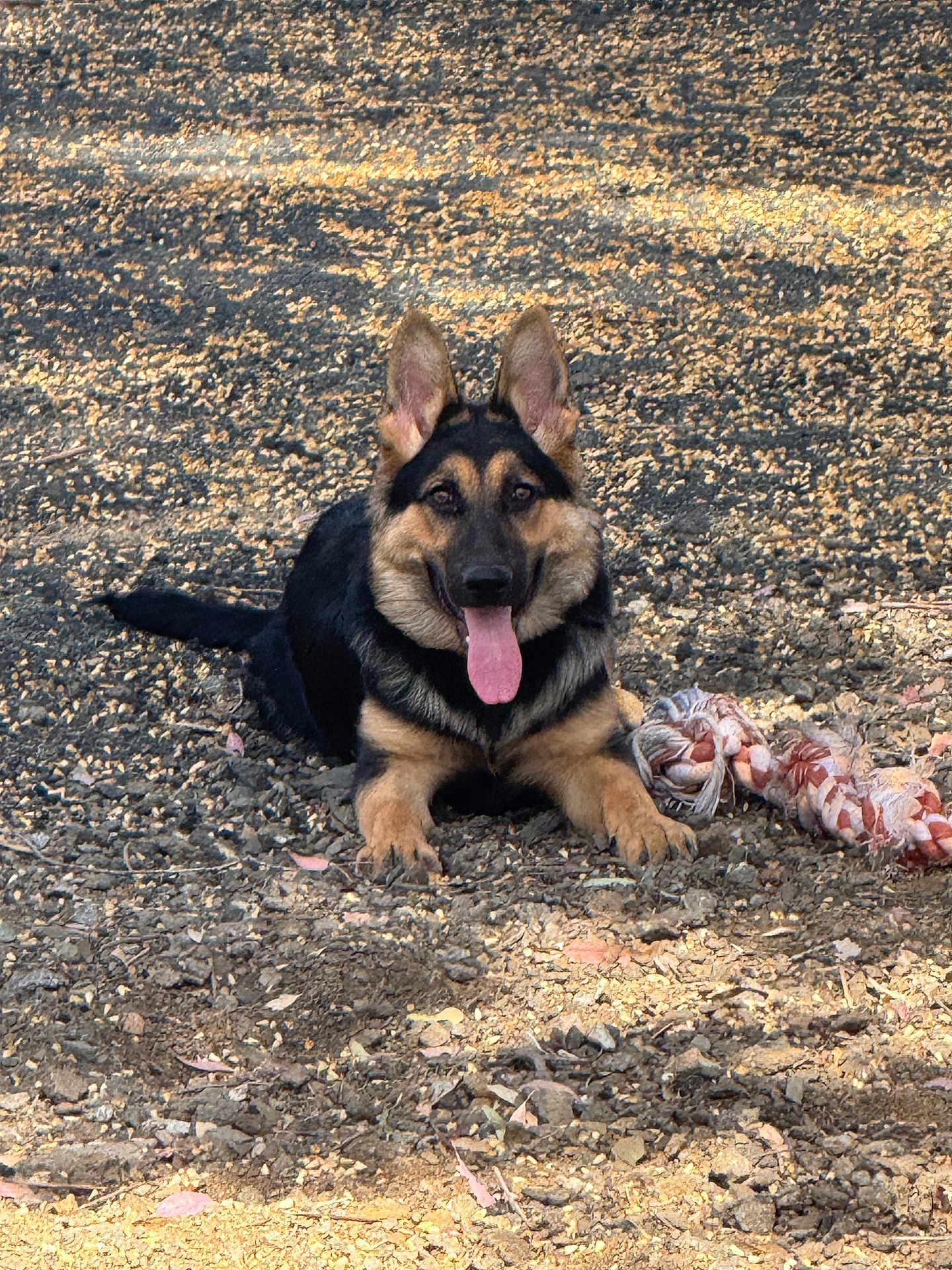 Chingona joined the competition — help win amazing prizes! animal, canine, daylight, dog, ears_up, fur, german_shepherd, happy, lying_down, mammal, nature, outdoor, pet, playful, resting, rocks, rope_toy, sunlight, tongue, tongue_out