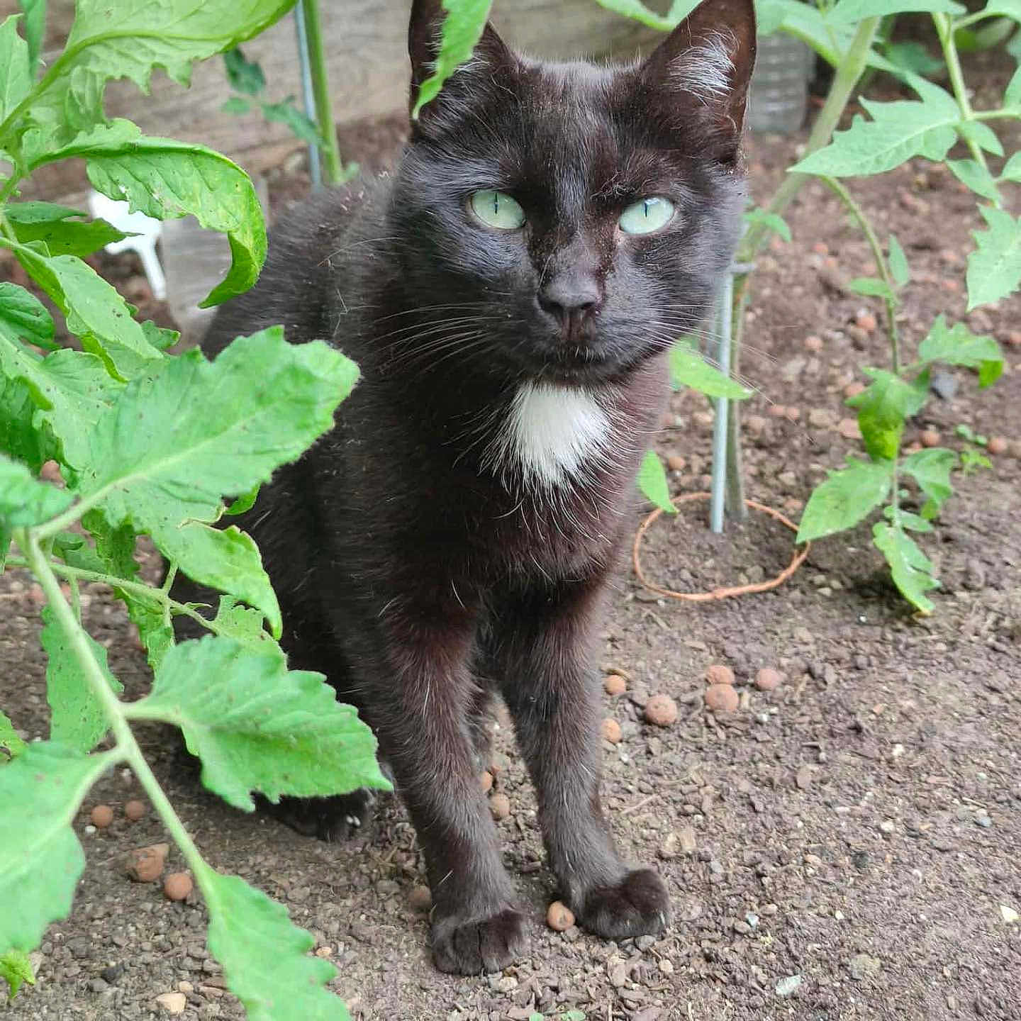 Pimprenelle a rejoint le concours — aidez-le/la à gagner de superbes lots ! cat, black_cat, white_chest, green_eyes, garden, tomato_plants, plants, leaves, soil, outdoor, animal, pet, standing, portrait, closeup, fur, whiskers, ears, nature, gardening
