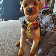 Diddy Cong is registered to the contest to win money with this photo: dog, small_dog, pet, tie, lemon_pattern, bed, blanket, indoor, fur, cute, sitting, keys, collar, domestic, animal, cozy, room, chair, background, light