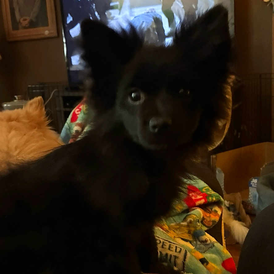 Micco is registered to the contest to win money with this photo: animal, black_dog, blanket, canine, colorful_blanket, companion, couch, cute, dog, domestic, ears, fluffy, friend, furniture, home, indoor, pet, relaxed, room, television