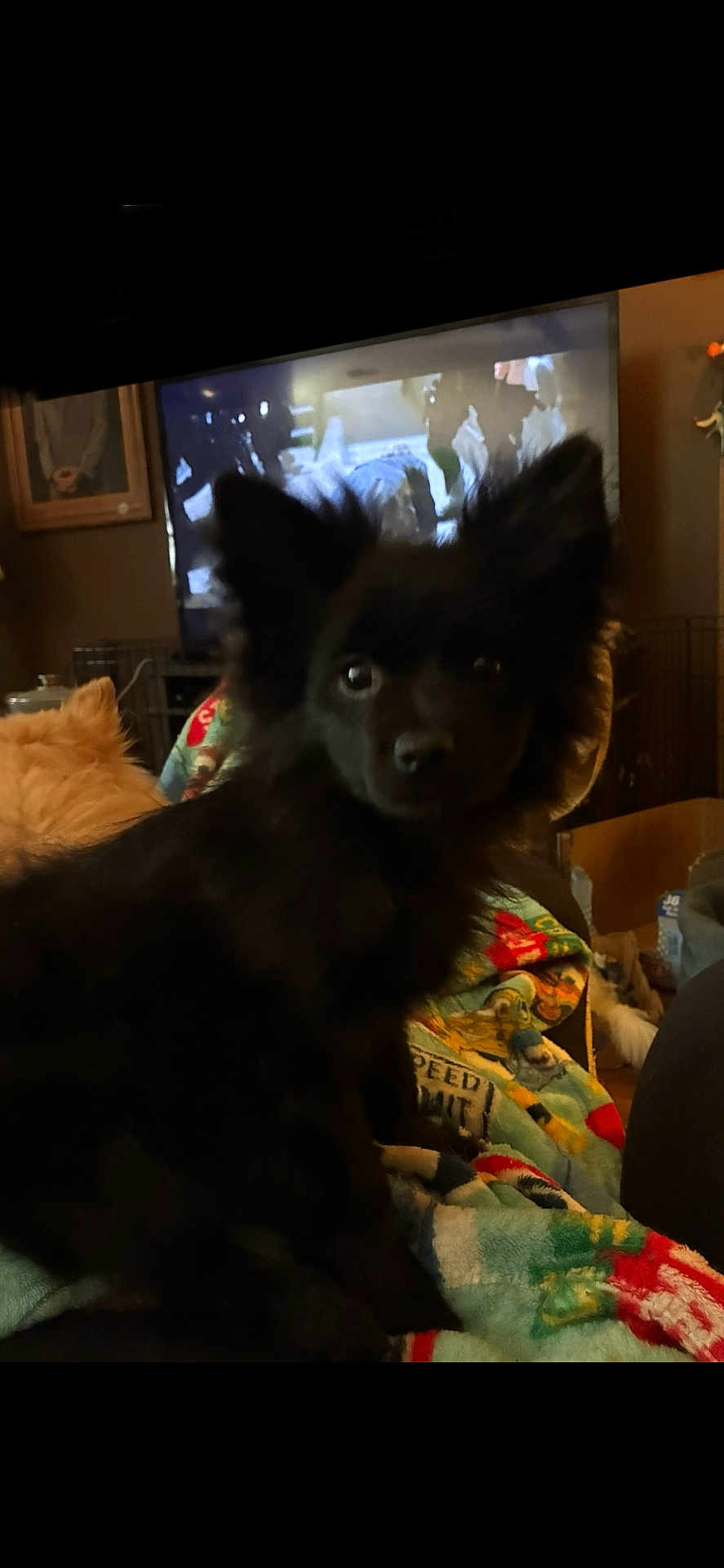 Micco is registered to the contest to win money with this photo: dog, black_dog, fluffy, pet, indoor, blanket, colorful_blanket, television, room, furniture, couch, animal, ears, companion, cute, domestic, relaxed, home, canine, friend