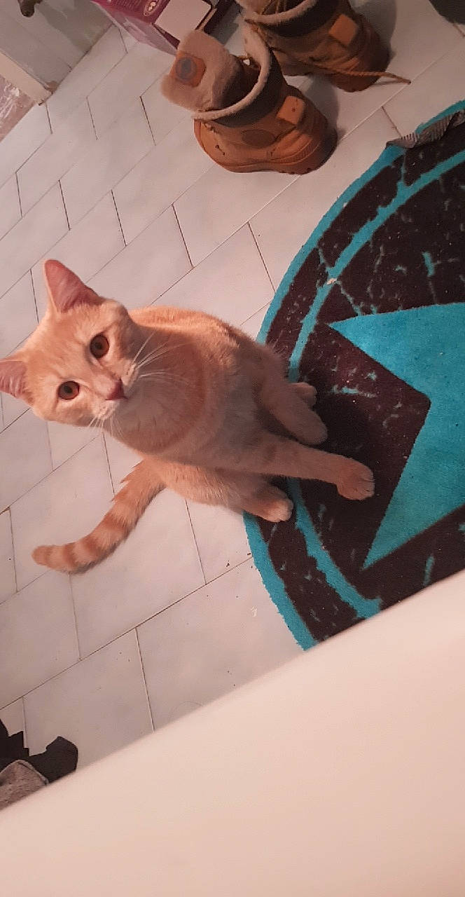 Nash a rejoint le concours — aidez-le/la à gagner de superbes lots ! art, carnivore, cat, claw, domestic_short_haired_cat, fashion_accessory, fawn, felidae, flooring, foot, fur, hardwood, human_leg, pattern, paw, small_to_medium_sized_cats, snout, tail, whiskers, wood