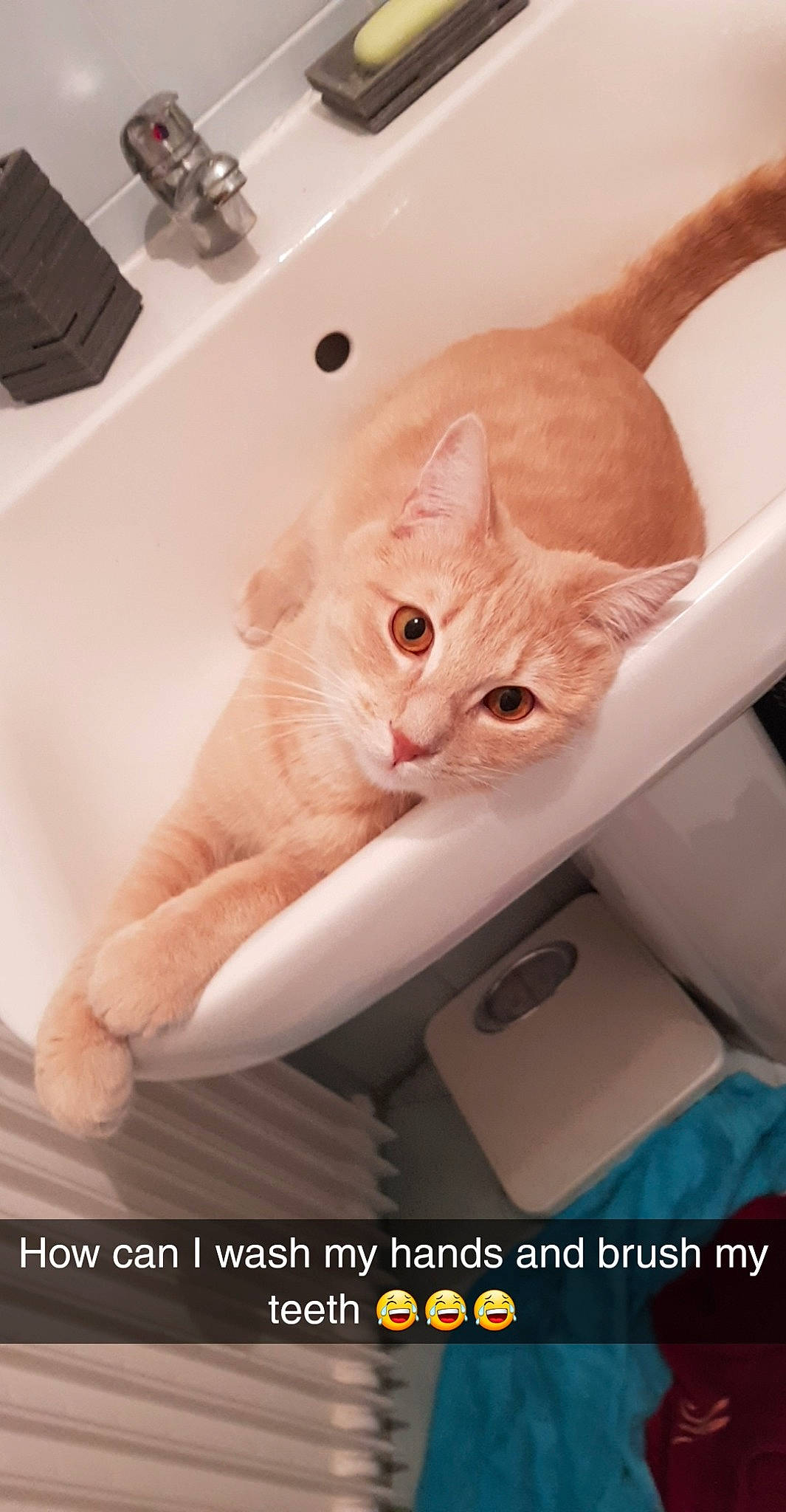 Nash participe au concours pour gagner de l'argent avec cette photo : box, carnivore, cat, claw, comfort, domestic_short_haired_cat, ear, eye, fawn, felidae, fur, gesture, nail, paw, peach, photo_caption, room, small_to_medium_sized_cats, tail, whiskers