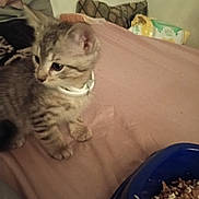 Best Boy joined the competition — help win amazing prizes! animal, bed, blanket, cat, closeup, collar, curious, domestic, ears, feline, food_bowl, fur, indoor, kitten, paws, pet, side_view, tabby, whiskers, young
