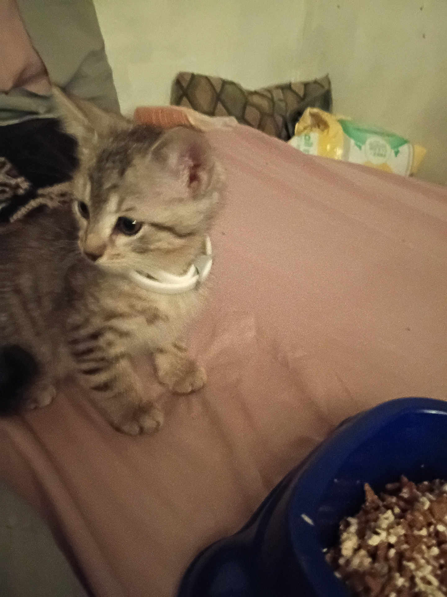 Best Boy joined the competition — help win amazing prizes! animal, bed, blanket, cat, closeup, collar, curious, domestic, ears, feline, food_bowl, fur, indoor, kitten, paws, pet, side_view, tabby, whiskers, young