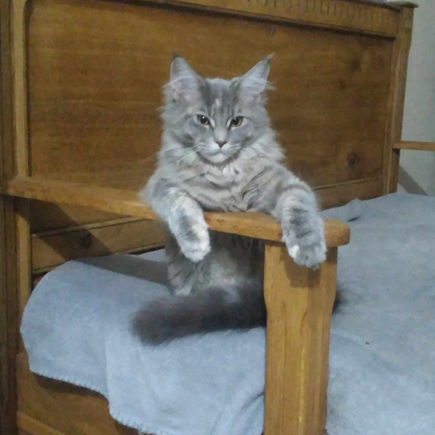 Yüna a rejoint le concours — aidez-le/la à gagner de superbes lots ! animal, armrest, bed, blanket, cat, cozy, cute, domestic, feline, fluffy, fur, furniture, gray_cat, indoor, paw, pet, relaxed, resting, sleepy, wooden_bed