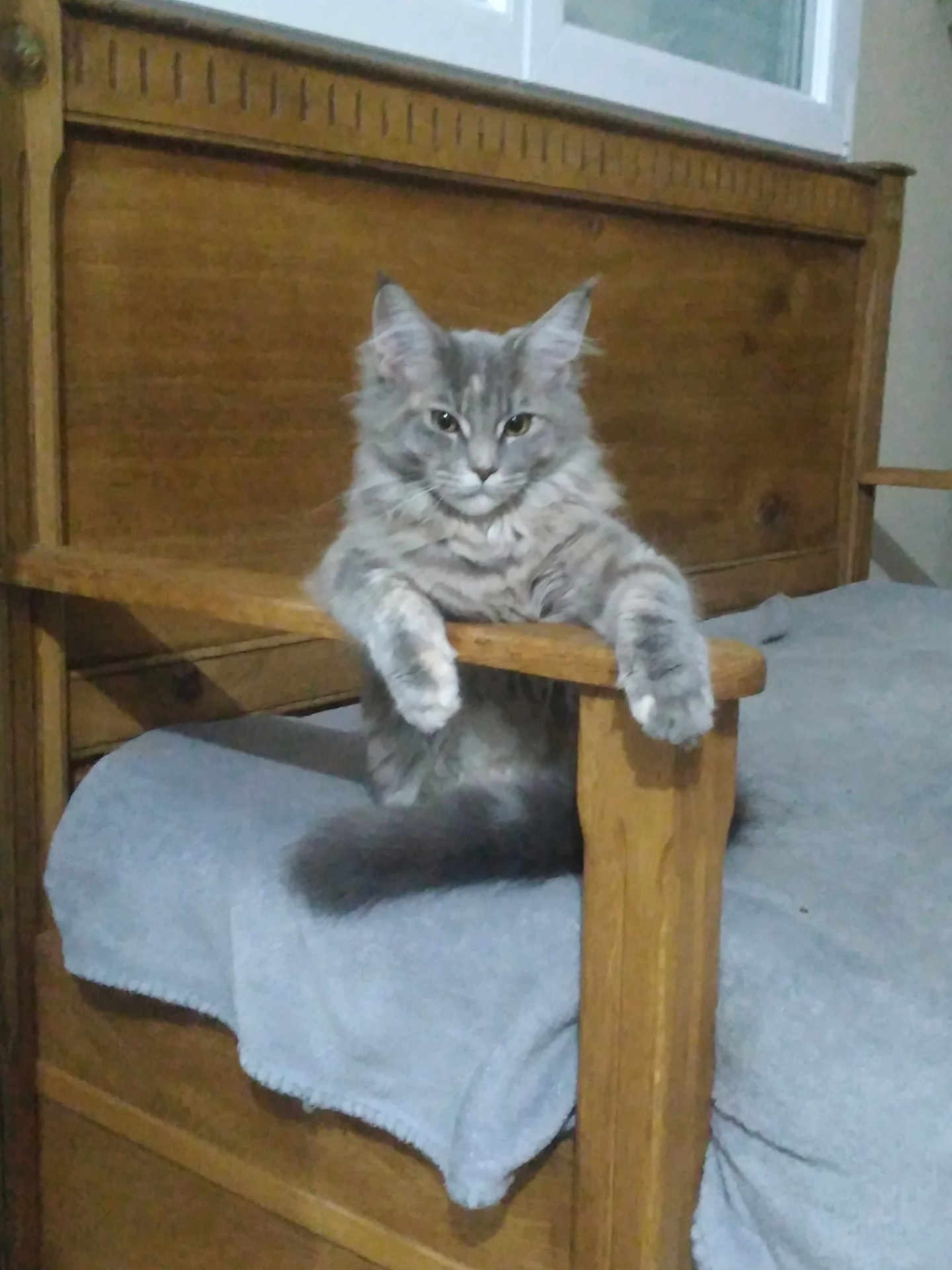 Yüna a rejoint le concours — aidez-le/la à gagner de superbes lots ! cat, gray_cat, fluffy, feline, pet, indoor, wooden_bed, bed, blanket, relaxed, resting, animal, cute, fur, paw, armrest, furniture, domestic, cozy, sleepy