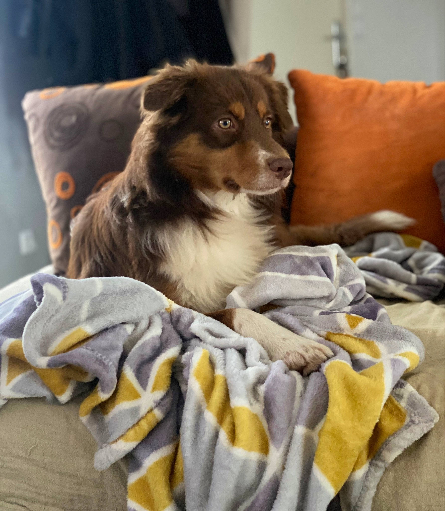 Tara participe au concours pour gagner de l'argent avec cette photo : bedding, canidae, carnivore, collie, comfort, companion_dog, couch, dog, dog_breed, dog_supply, fawn, felidae, fur, herding_dog, linens, snout, sporting_group, toy_dog, whiskers, working_animal