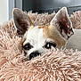 animal, blanket, bulldog, canine, chihuahua, clothing, cockerspaniel, dog, dogbed, fox, fur, homedecor, hound, kitfox, papillon, pet, puppy, snout, terrier, whitedog