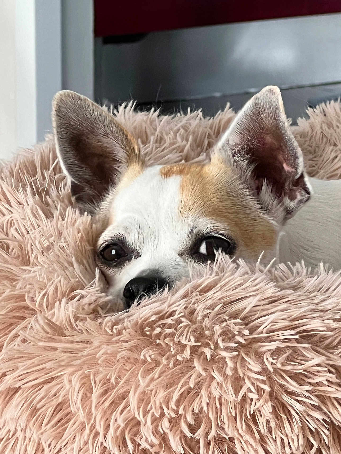Lola participe au concours pour gagner de l'argent avec cette photo : animal, blanket, bulldog, canine, chihuahua, clothing, cockerspaniel, dog, dogbed, fox, fur, homedecor, hound, kitfox, papillon, pet, puppy, snout, terrier, whitedog