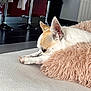 Lola a rejoint le concours — aidez-le/la à gagner de superbes lots ! animal, canine, cat, chair, couch, dog, furniture, hardwood, homedecor, hound, indoors, interiordesign, kitten, person, pet, puppy, sleeping, table, whitedog, wood