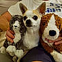 animal, ball, canine, chihuahua, couch, cushion, dog, face, football, furniture, head, homedecor, person, pet, photography, plush, portrait, puppy, soccer, toy